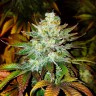 Семена конопли Auto Mamba Negra feminised Ganja Seeds Семена конопли Auto Mamba Negra feminised Ganja Seeds