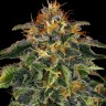 Семена конопли Auto Mamba Negra feminised Ganja Seeds Семена конопли Auto Mamba Negra feminised Ganja Seeds