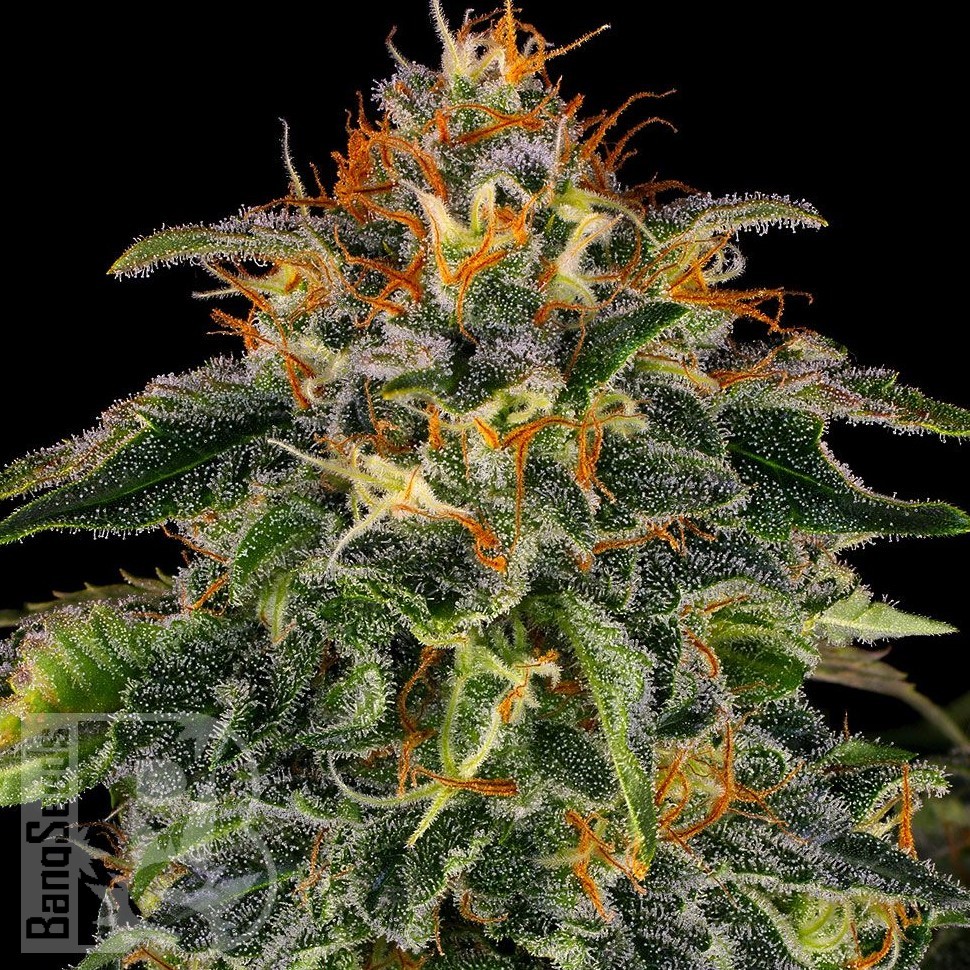 Семена конопли Auto Mamba Negra feminised Ganja Seeds Семена конопли Auto Mamba Negra feminised Ganja Seeds