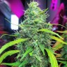 Семена конопли Auto Mamba Negra feminised Ganja Seeds Семена конопли Auto Mamba Negra feminised Ganja Seeds
