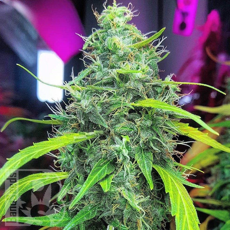 Семена конопли Auto Mamba Negra feminised Ganja Seeds Семена конопли Auto Mamba Negra feminised Ganja Seeds