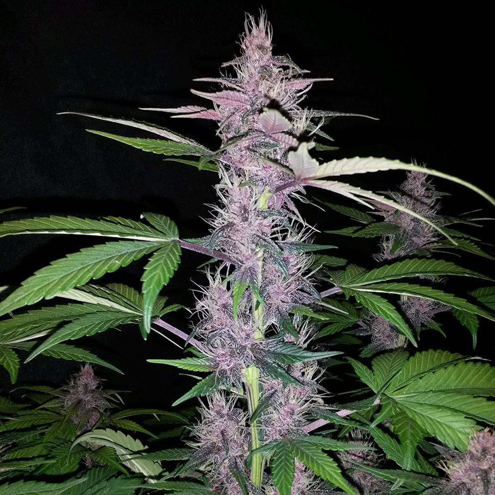 Семена марихуаны  Auto Zaisan feminised Bang Seeds