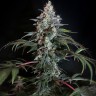 Семена марихуаны  Auto Zaisan feminised Bang Seeds