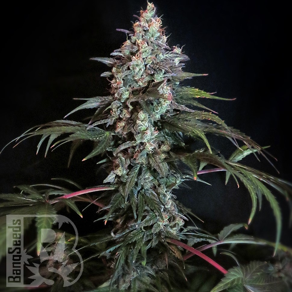 Семена марихуаны  Auto Zaisan feminised Bang Seeds