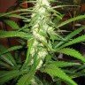 Купить в Казахстане Sugar Black Rose feminised Ganja Seeds Fast Version Купить в Казахстане Sugar Black Rose feminised Ganja Seeds Fast Version