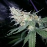Купить урожайные сорта Sugar Black Rose feminised Ganja Seeds Fast Version Купить урожайные сорта Sugar Black Rose feminised Ganja Seeds Fast Version