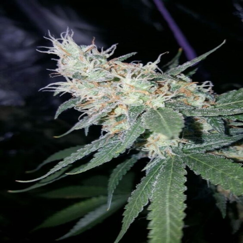Купить урожайные сорта Sugar Black Rose feminised Ganja Seeds Fast Version Купить урожайные сорта Sugar Black Rose feminised Ganja Seeds Fast Version