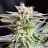 Интернет магазин семян конопли Sugar Black Rose feminised Ganja Seeds Fast Version Интернет магазин семян конопли Sugar Black Rose feminised Ganja Seeds Fast Version
