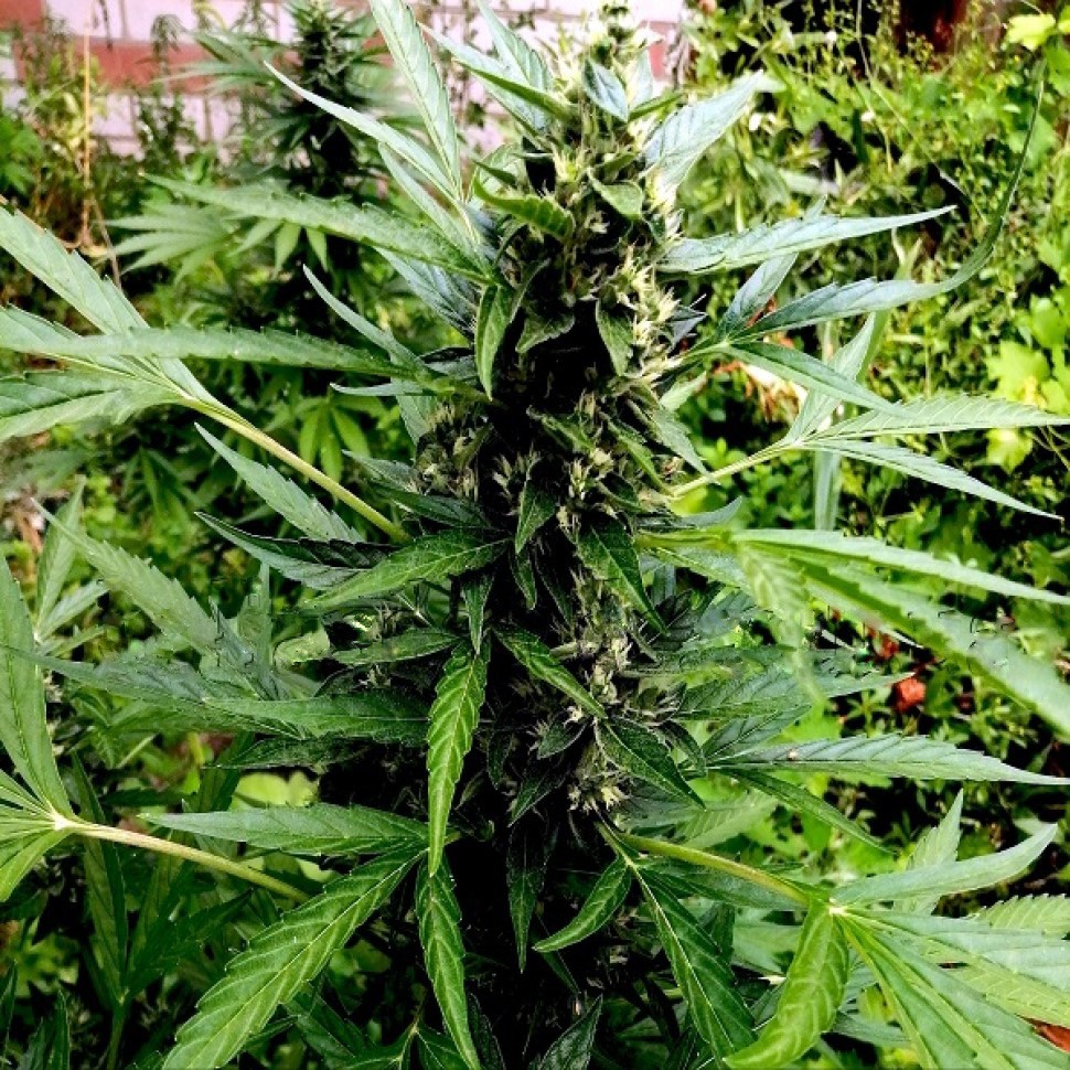 Купить семена для выращивание Sugar Black Rose f Купить семена для выращивание Sugar Black Rose f