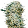 Семена Auto Sugar GOM feminised Ganja Seeds Семена Auto Sugar GOM feminised Ganja Seeds