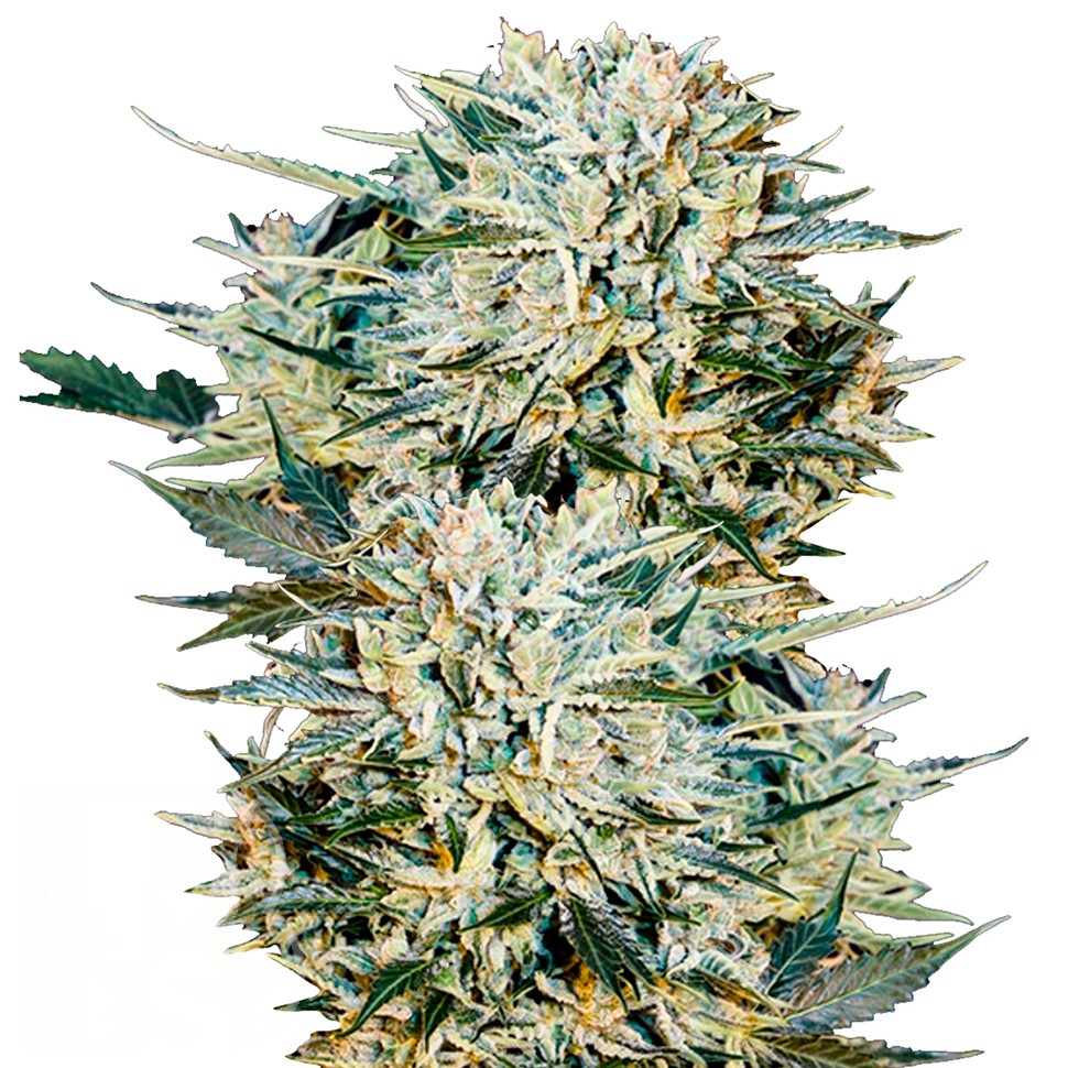 Семена марихуаны Auto Sugar GOM feminised Ganja Seeds