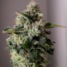 Семена марихуаны Auto Sugar GOM feminised Ganja Seeds Семена марихуаны Auto Sugar GOM feminised Ganja Seeds