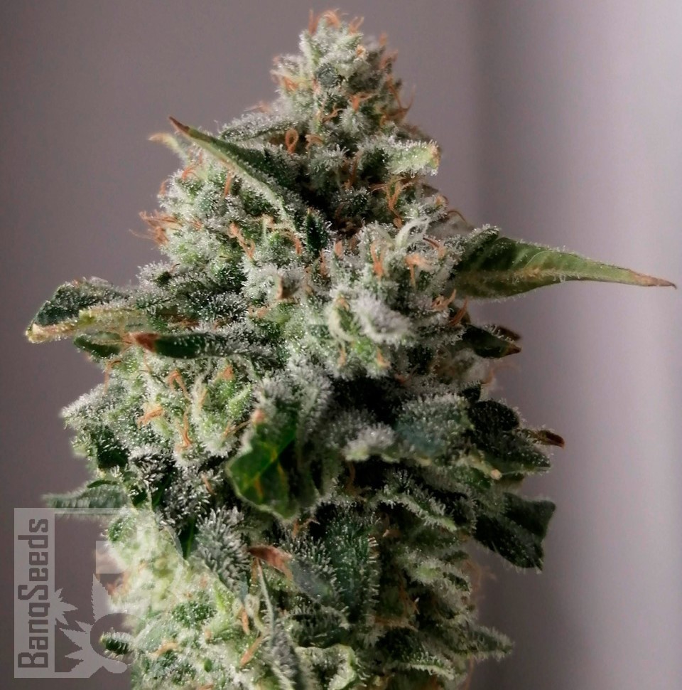 Семена марихуаны Auto Sugar GOM feminised Ganja Seeds Семена марихуаны Auto Sugar GOM feminised Ganja Seeds