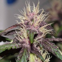 Auto Purple Mazar regular Ganja Seeds