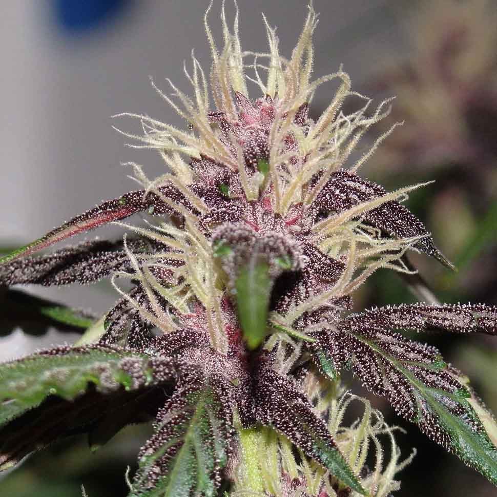 Семена конопли Auto Purple Mazar regular Ganja Seeds