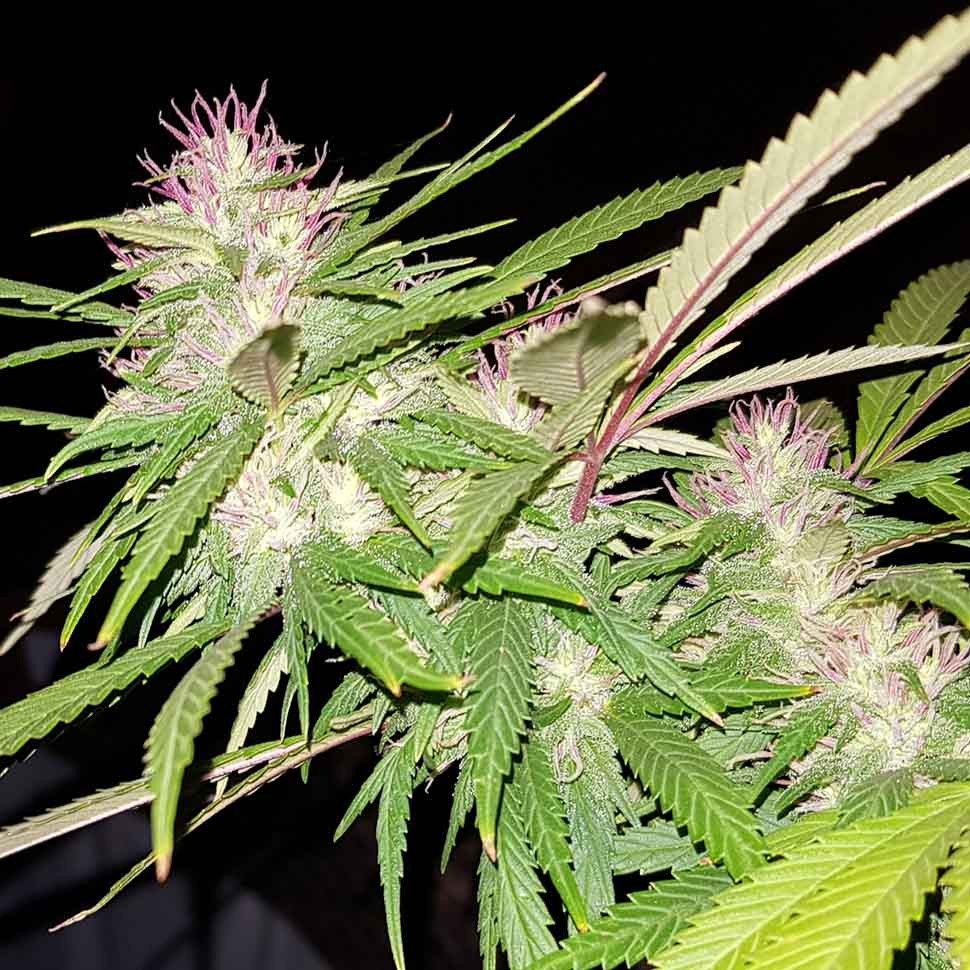 заказать хорошие семена конопли Auto Purple Mazar reg заказать хорошие семена конопли Auto Purple Mazar reg