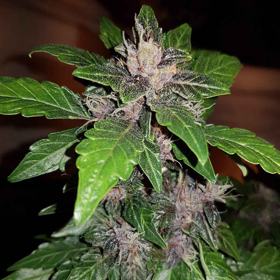 купить семена сортовой конопли Auto Purple Mazar reg купить семена сортовой конопли Auto Purple Mazar reg