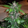 купить качественные семена конопли Auto Purple Mazar reg купить качественные семена конопли Auto Purple Mazar reg