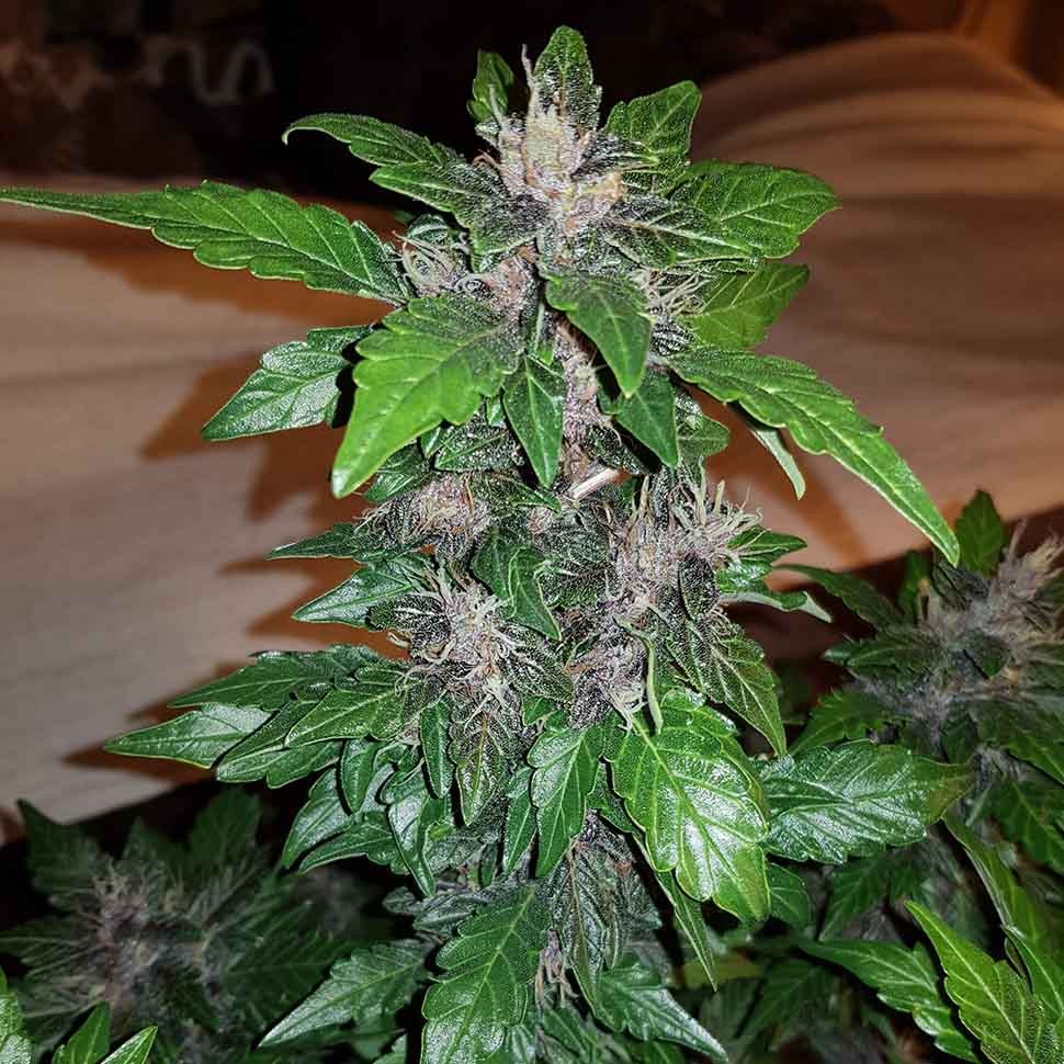 купить качественные семена конопли Auto Purple Mazar reg купить качественные семена конопли Auto Purple Mazar reg