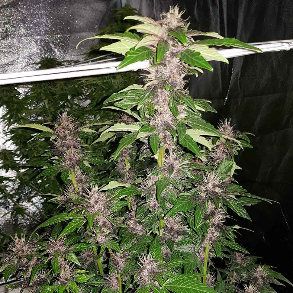 купить урожайные семена конопли Auto Purple Mazar reg купить урожайные семена конопли Auto Purple Mazar reg