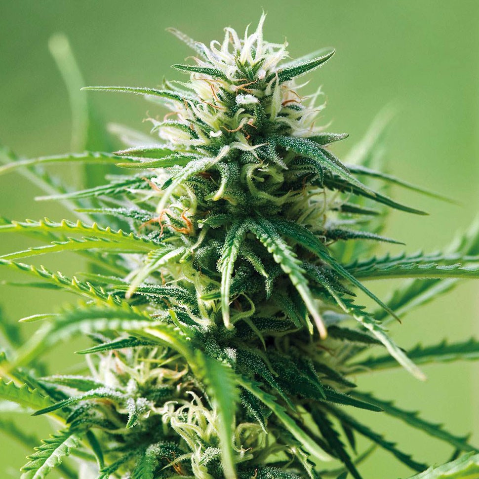 заказать хорошие семена конопли Alatau feminised заказать хорошие семена конопли Alatau feminised