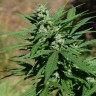 конопля семена сорта заказать Alatau feminised конопля семена сорта заказать Alatau feminised