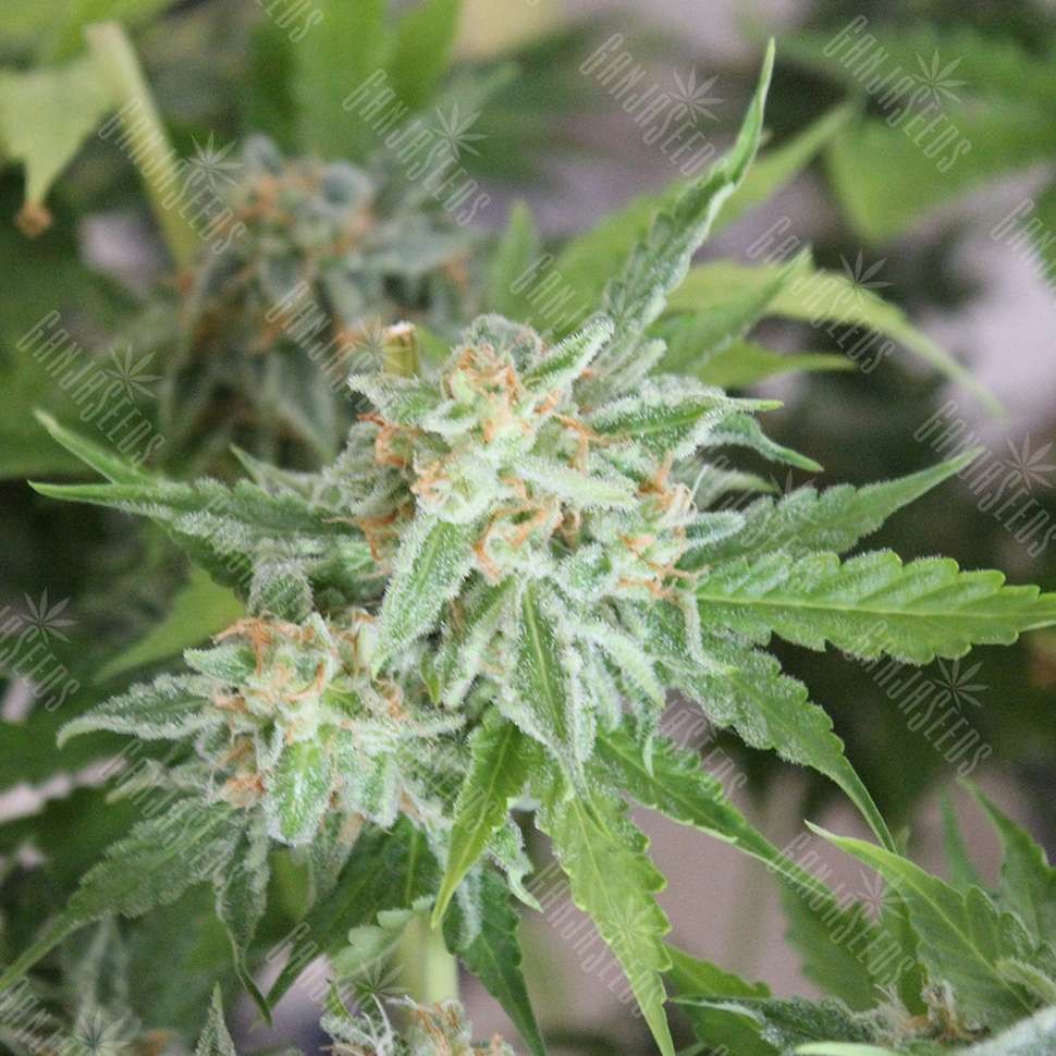 Семена марихуаны Vertigo feminised Ganja Seeds