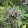 семена конопли скороспелый купить Auto Vertigo feminised Silver семена конопли скороспелый купить Auto Vertigo feminised Silver