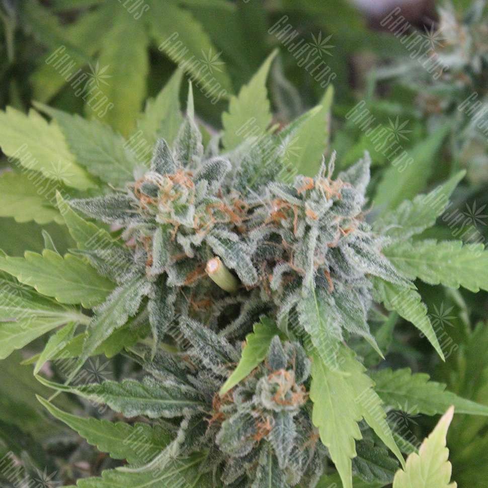 семена конопли скороспелый купить Auto Vertigo feminised Silver семена конопли скороспелый купить Auto Vertigo feminised Silver