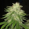 Семена конопли Auto Super Hash feminised Ganja Seeds Семена конопли Auto Super Hash feminised Ganja Seeds