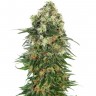 Семена каннабиса Auto Super Hash feminised Ganja Seeds Семена каннабиса Auto Super Hash feminised Ganja Seeds