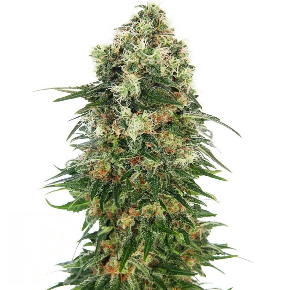 Семена каннабиса Auto Super Hash feminised Ganja Seeds Семена каннабиса Auto Super Hash feminised Ganja Seeds