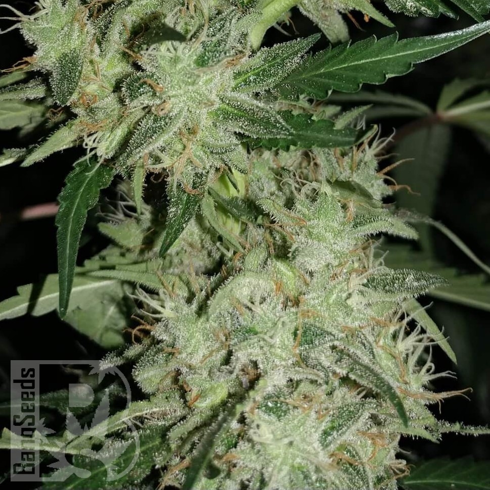 Семена каннабиса Auto Super Hash feminised Ganja Seeds Семена каннабиса Auto Super Hash feminised Ganja Seeds