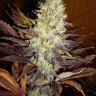 Семена каннабиса Auto Super Hash feminised Ganja Seeds Семена каннабиса Auto Super Hash feminised Ganja Seeds