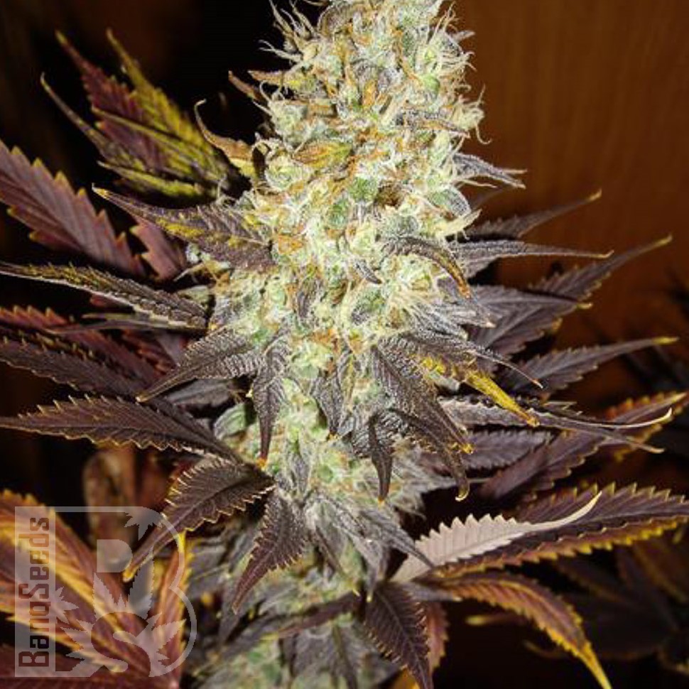 Семена каннабиса Auto Super Hash feminised Ganja Seeds Семена каннабиса Auto Super Hash feminised Ganja Seeds
