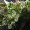 Семена конопли Morhine feminised Ganja Seeds Семена конопли Morhine feminised Ganja Seeds