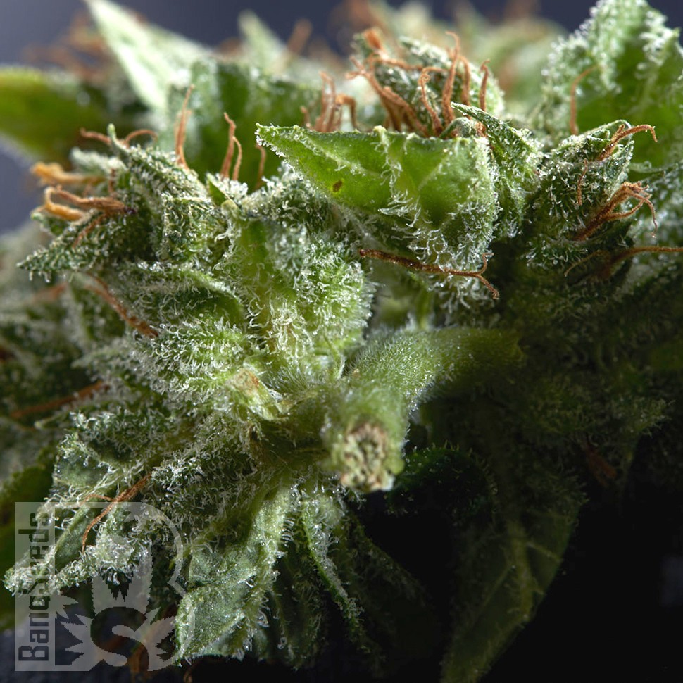 Семена конопли Morhine feminised Ganja Seeds Семена конопли Morhine feminised Ganja Seeds