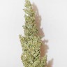Семена конопли Morhine feminised Ganja Seeds Семена конопли Morhine feminised Ganja Seeds