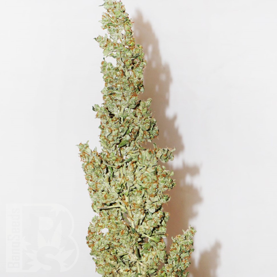 Семена конопли Morhine feminised Ganja Seeds