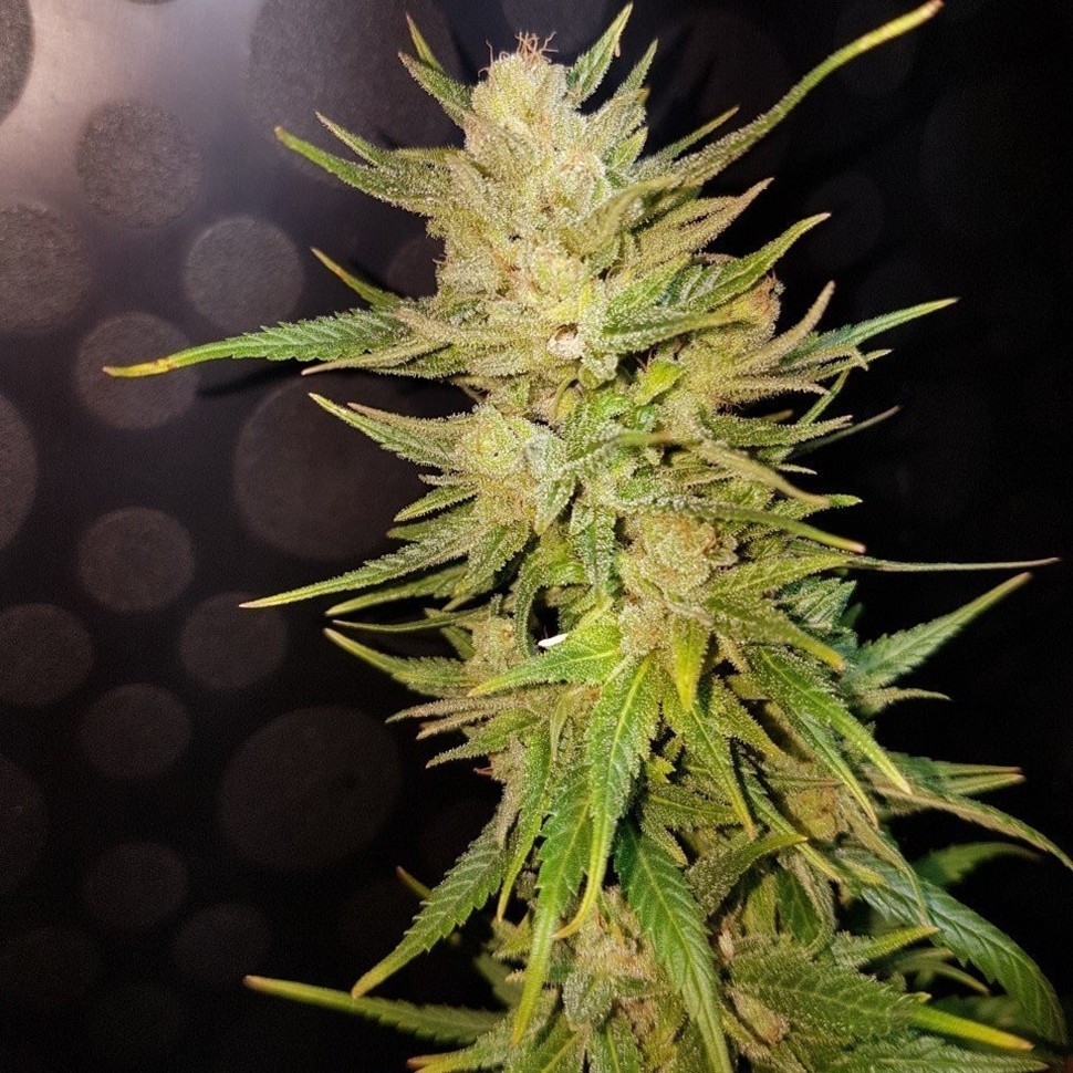 Семена марихуаны Nefertiti feminised Ganja Seeds