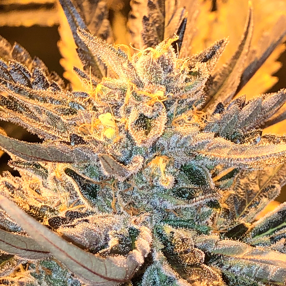 Семена конопли Rolling Frau feminised Ganja Seeds Семена конопли Rolling Frau feminised Ganja Seeds
