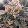 Качественные семена конопли Rolling Frau feminised Ganja Seeds Качественные семена конопли Rolling Frau feminised Ganja Seeds