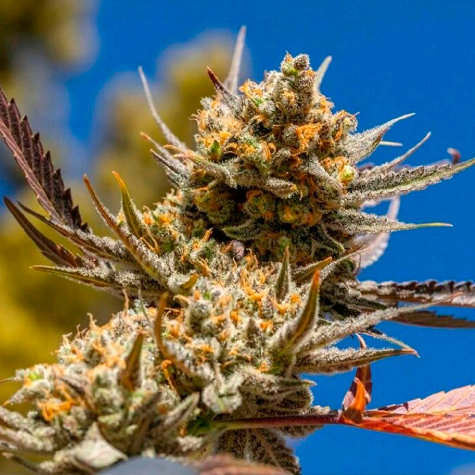 Семена каннабиса Rolling Frau feminised Ganja Seeds