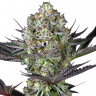 Семена конопли купить Rolling Frau feminised Ganja Seeds Семена конопли купить Rolling Frau feminised Ganja Seeds