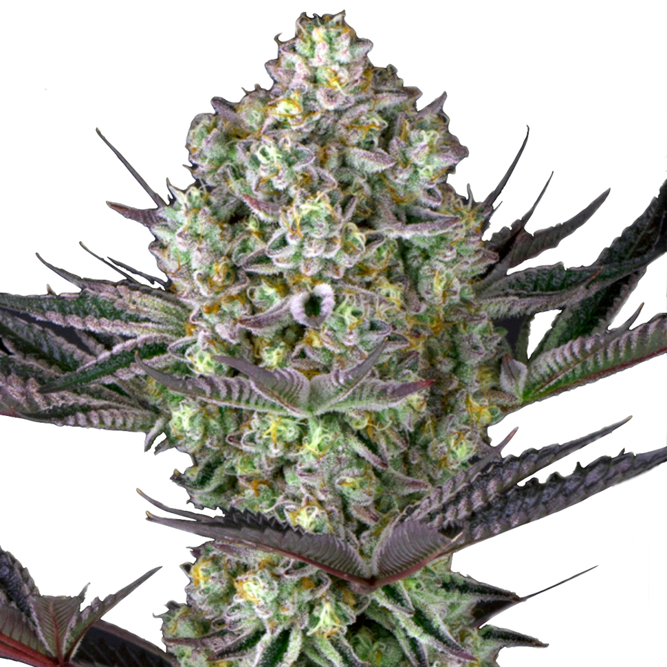 Семена конопли купить Rolling Frau feminised Ganja Seeds Семена конопли купить Rolling Frau feminised Ganja Seeds