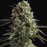 Семена конопли Auto Super Sweet feminised Ganja Seeds Семена конопли Auto Super Sweet feminised Ganja Seeds