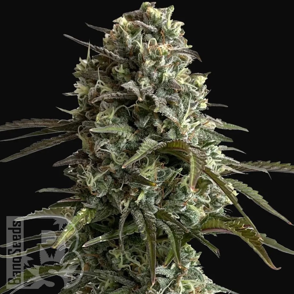 Семена конопли Auto Super Sweet feminised Ganja Seeds Семена конопли Auto Super Sweet feminised Ganja Seeds