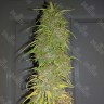 Семена конопли Auto Super Sweet feminised Ganja Seeds Семена конопли Auto Super Sweet feminised Ganja Seeds