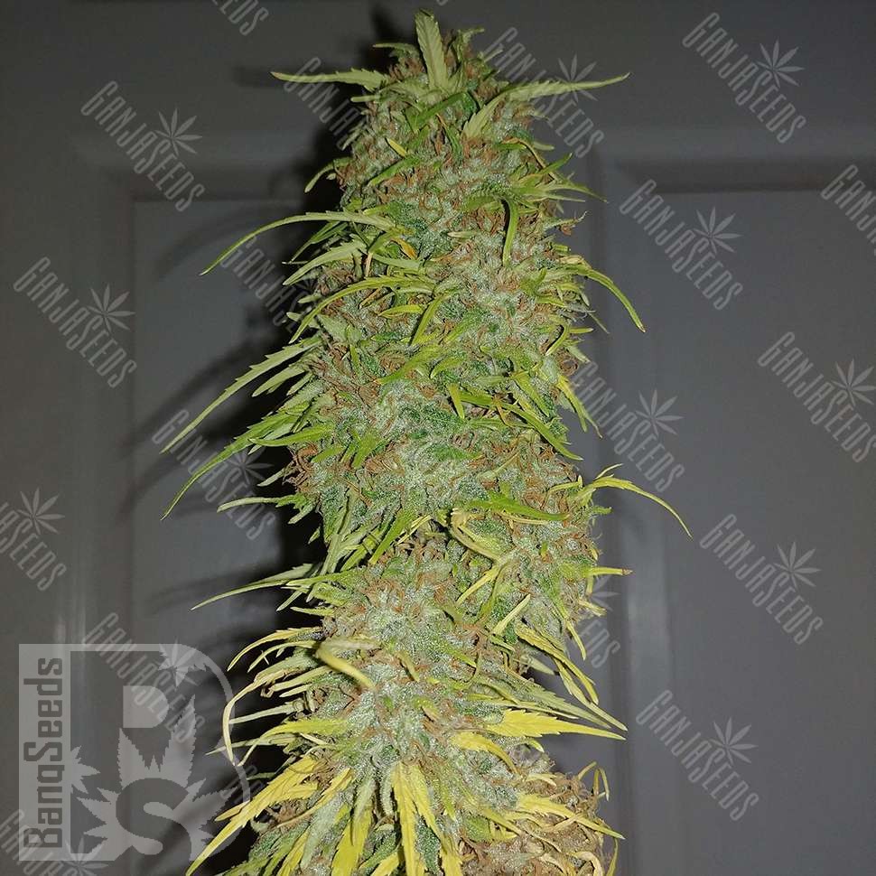 Семена конопли Auto Super Sweet feminised Ganja Seeds Семена конопли Auto Super Sweet feminised Ganja Seeds