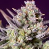 Семена конопли Auto Super Sweet feminised Ganja Seeds Семена конопли Auto Super Sweet feminised Ganja Seeds